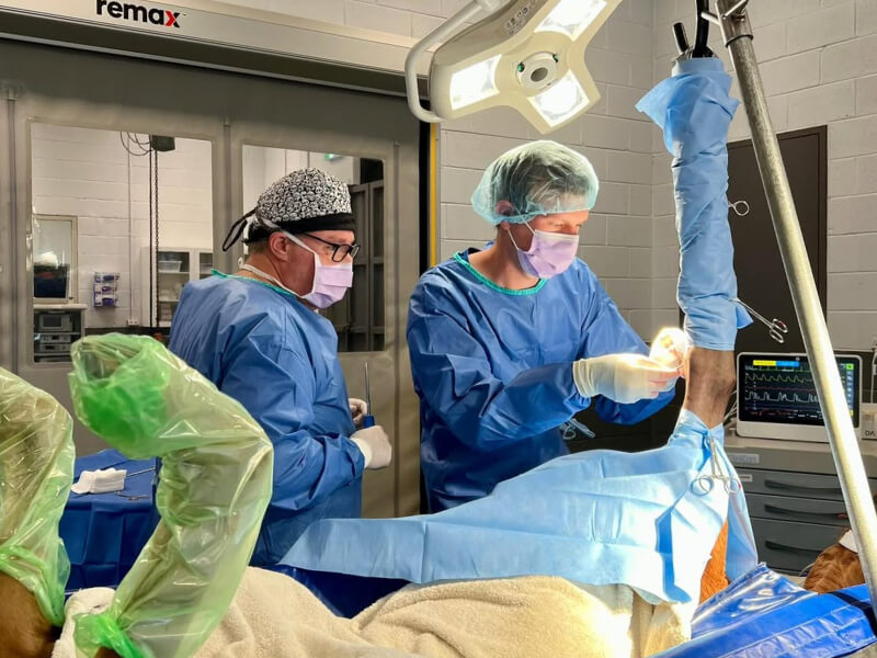 Surgery clinic with horse being cared for